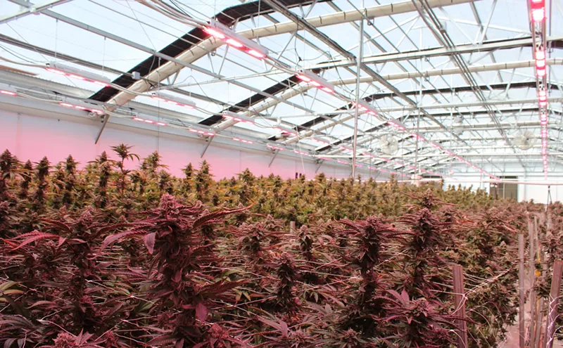 Image: Seed to Sale: Peek Inside Cresco's Sprawling Swampland Marijuana Factory