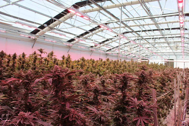 Image: All of the medical marijuana supplying Cresco Labs' 28 dispensaries is grown, cultivated, and packaged in rural Martin County.