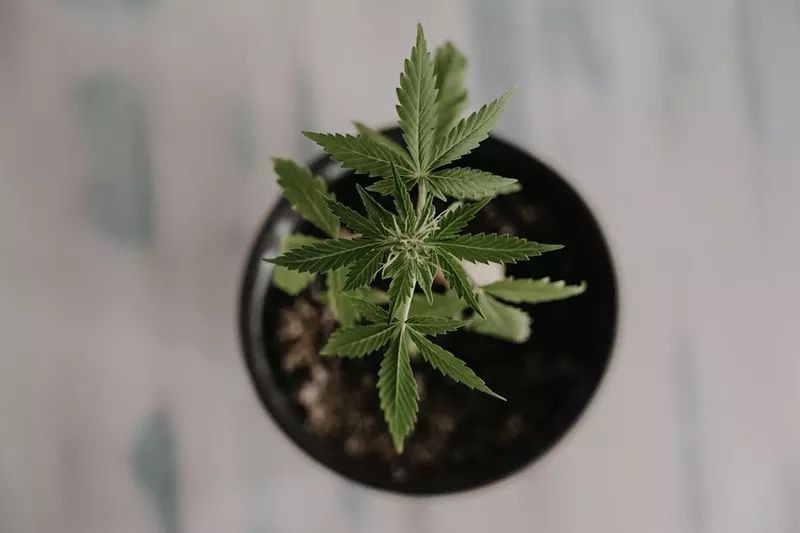 Image: color photo of an immature marijuana plant in a flowerpot, shot from directly above