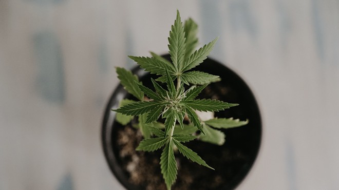 color photo of an immature marijuana plant in a flowerpot, shot from directly above