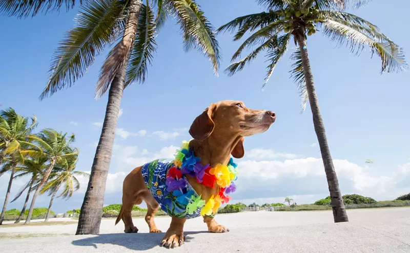Image: The Best Free Things to Do in Miami This Week