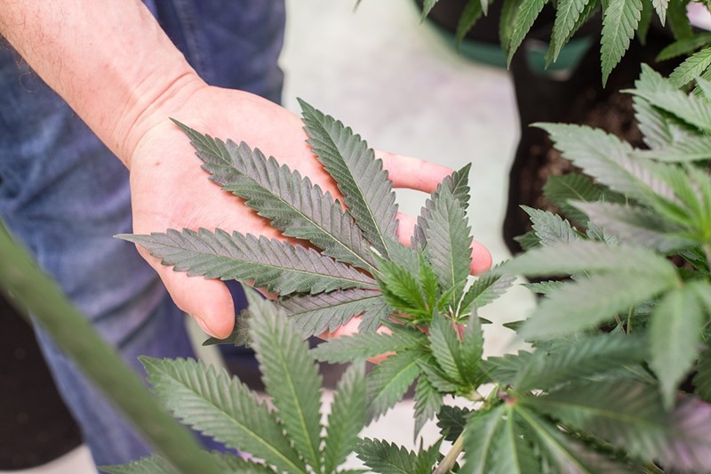 Cannabis business owners have largely been hopeful that the DEA would follow the Biden administration's recommendations, but some advocates are pushing for further rescheduling or a complete descheduling of the plant.