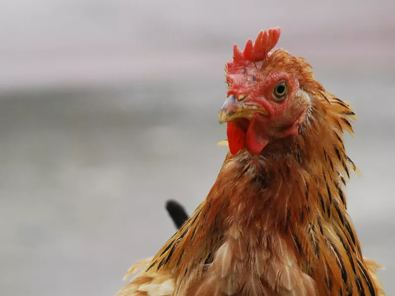 Image: close-up of a chicken's face