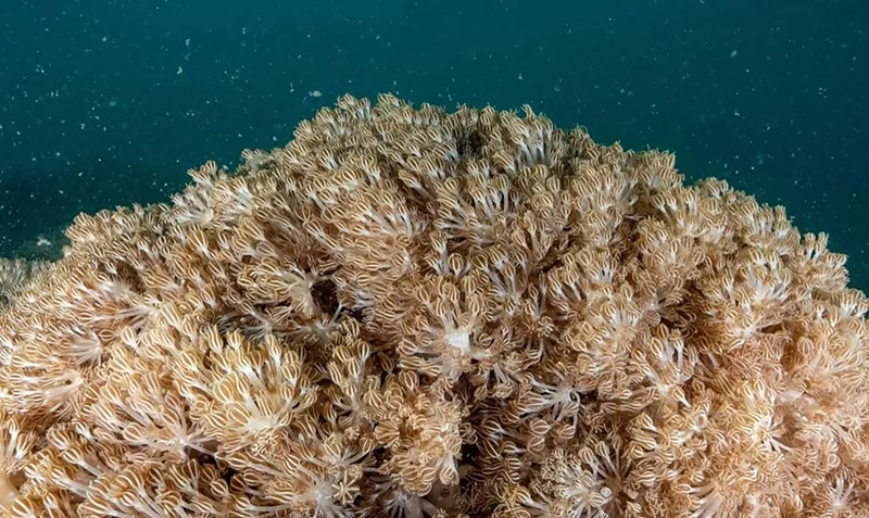 Image: A colony of coral swaying in the seawater