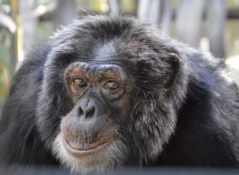 Image: A special beer collaboration by Tripping Animals Brewing will benefit the Center for Great Apes.