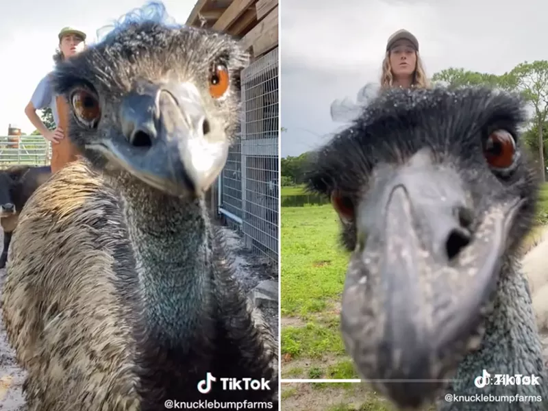 Image: An emu named Emanuel has become the inadvertent star of the Knuckle Bump Farms' TikTok account.
