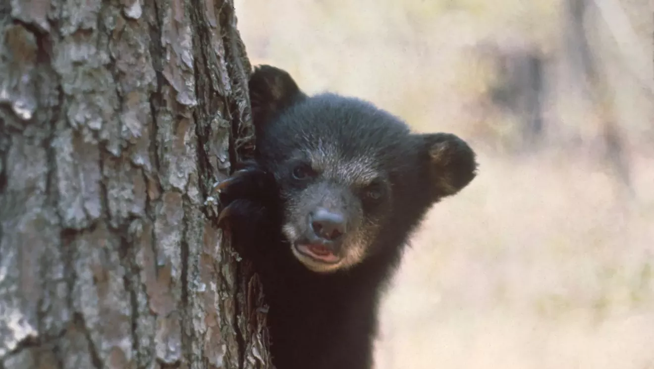 Florida Officials Embrace Medieval Black Bear Hunt With Open Arms