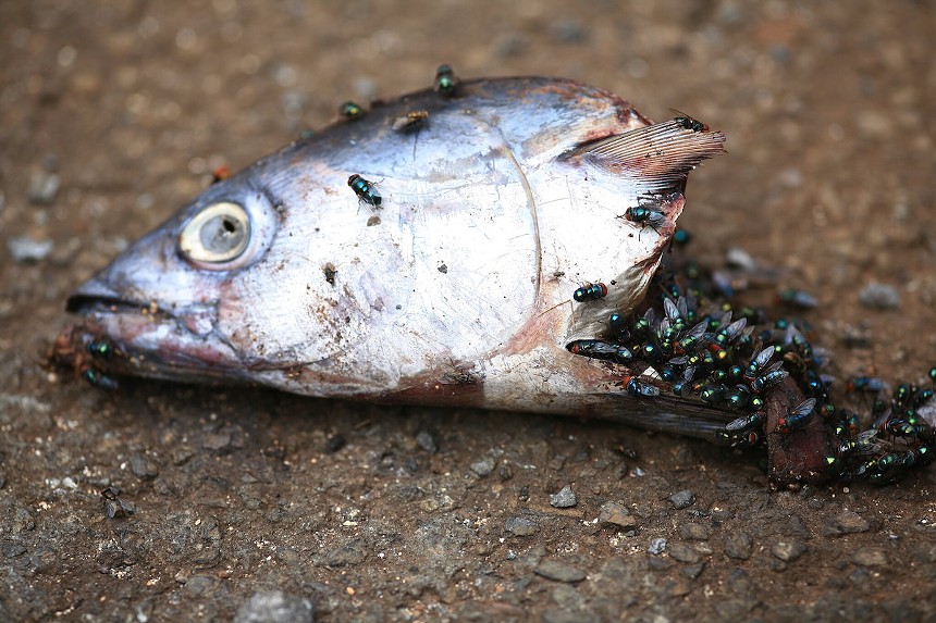 Rotting fish - PHOTO BY LASZLO ILYES VIA FLICKR