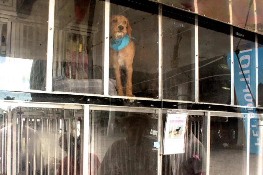 The county's shelter saw its population peak in early December, says Kathleen Labrada, assistant director of Miami-Dade Animal Services. - JESSE SCOTT