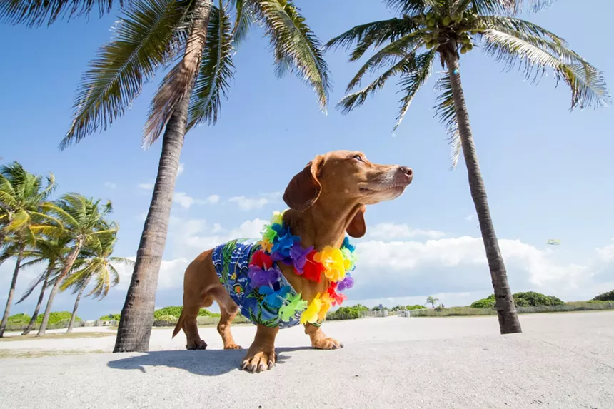 A food festival for dogs is coming to Miami! - PHOTO BY MONICA MCGIVERN