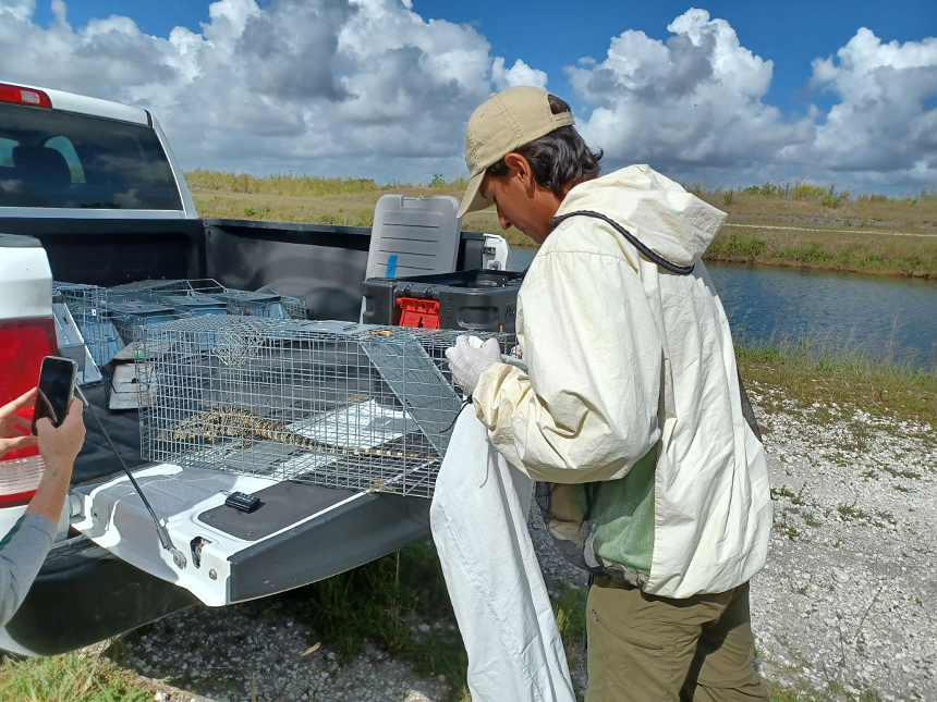 Joshua Mayo, a BioCorps intern with Everglades National Park, bagging a captured tegu for research and removal. - PHOTO BY JOSHUA CEBALLOS