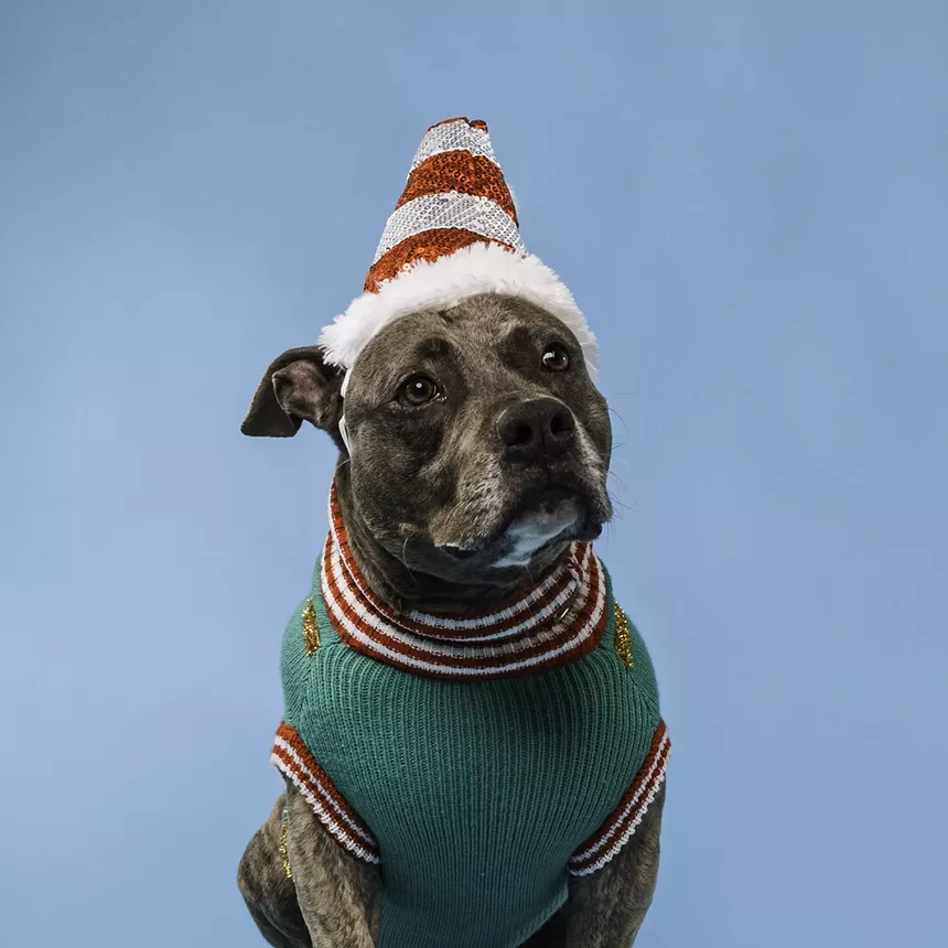 A stout dog with a Christmas hat