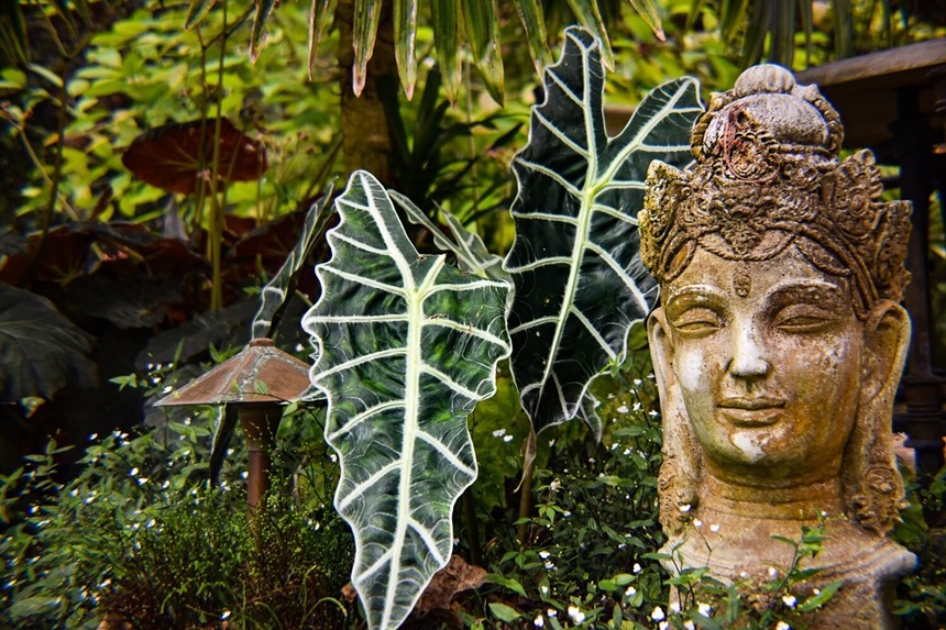 A weathered bust next to green leaves