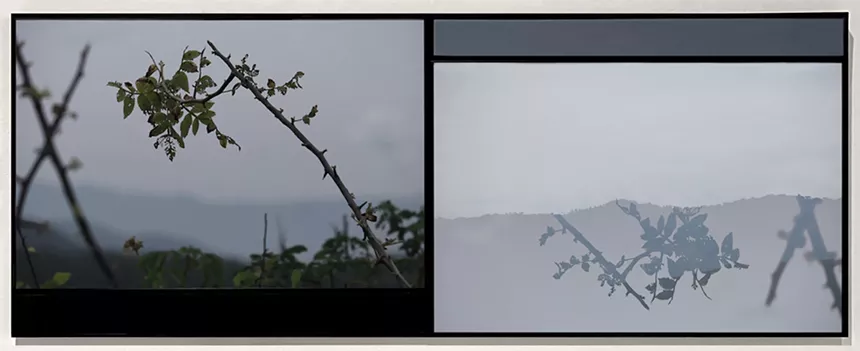 Still images of a tree branch