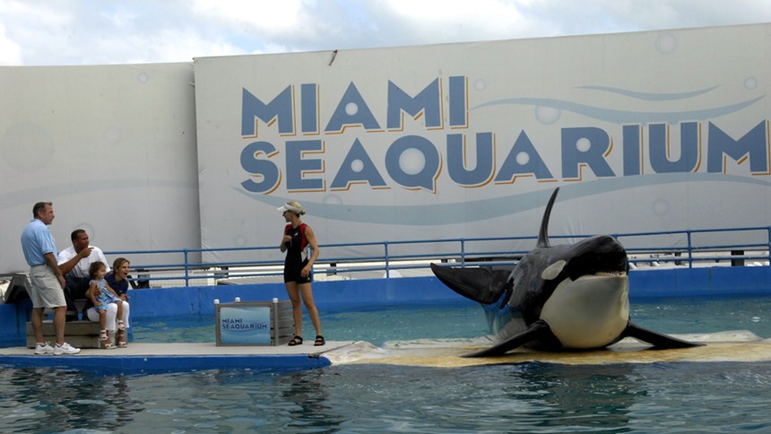 Lolita on a platform in her tank at the Miami Seaquairum