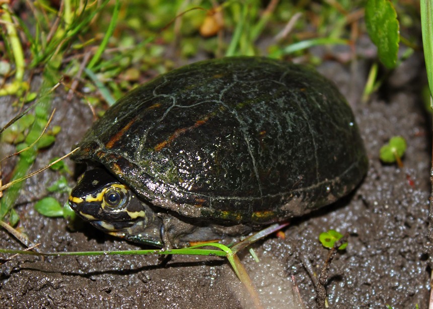 A mud turtle peaks out of its shell in Florida