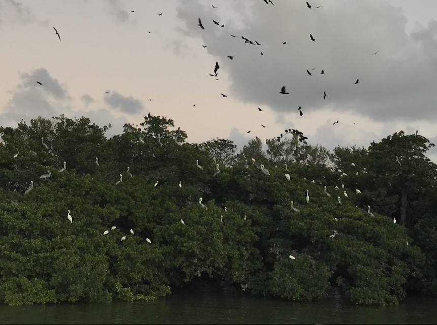 Birds fly around the island of Bird Key in Biscayne Bay in Miami