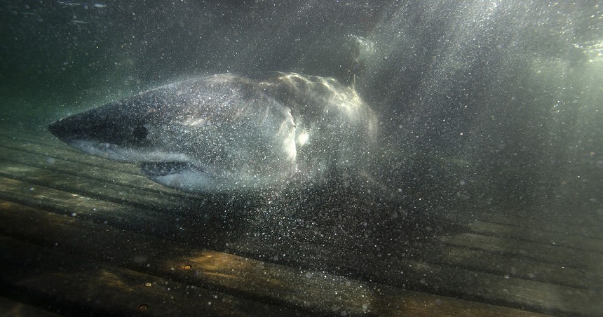 A juvenile great white shark swims as light shines through the water.