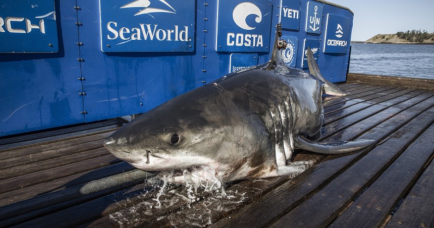 A great white shark with a satellite tag on its fin lies atop a wooden platform