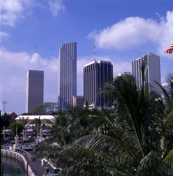 color view of the downtown Miami skyline above treetops of Bayfront Park.