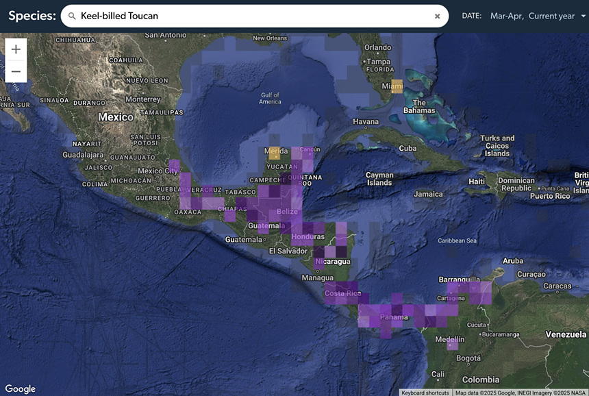 a digital map shows the typical range of the keel-billed toucan in purple with vagrants marked in yellow