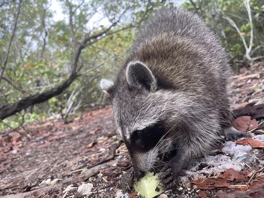 A raccoon snacks on honeydew melon on Raccoon Island.