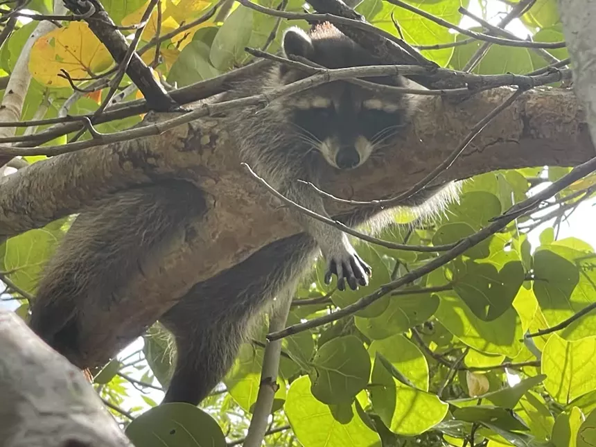A raccoon lounging on a tree limb.