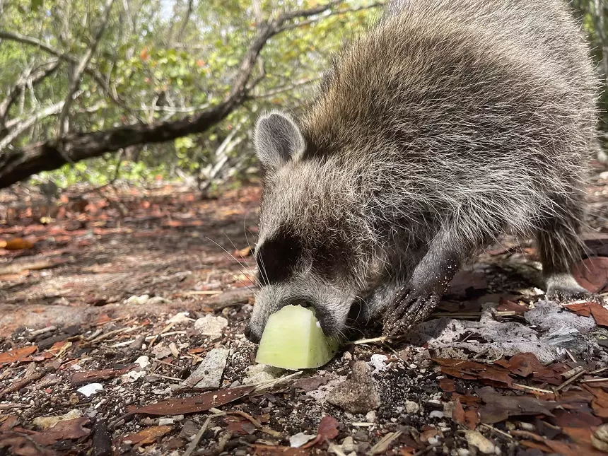 A raccoon snacks on melon on Raccoon Island.