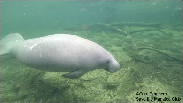 Manatee Pady Doyle swimming underwater