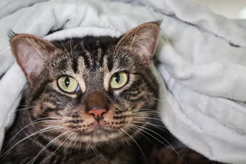 Margot, a 2-year-old brown tabby cat.
