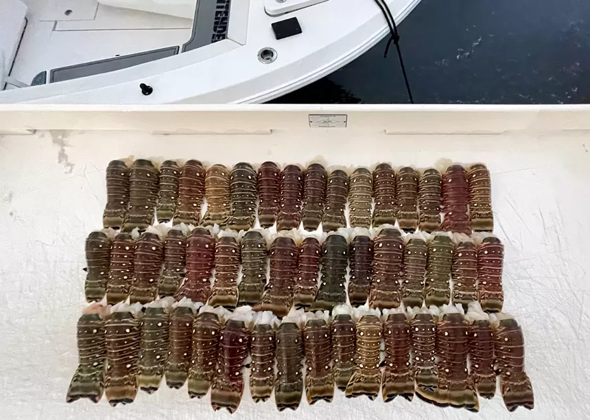 Dozens of spiny lobster tails dockside on a fish-cleaning table