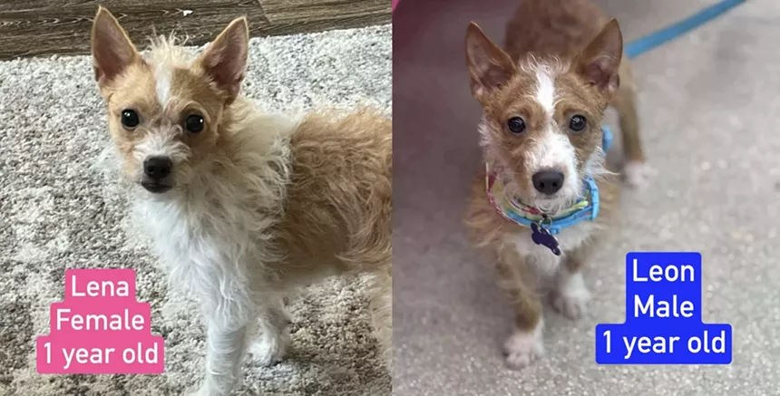 Lena and Leon, a pair of dogs whose owners were deported in February.