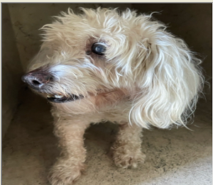 An 11-year-old poodle with extensive medical issues who was recently surrendered to the Palm Beach County shelter.