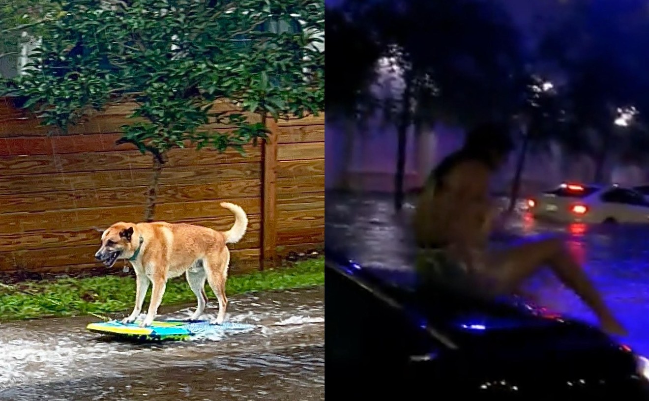 Surfing dogs don't lie: Parts of South Florida were submerged up to the eyeballs by Potential Tropical Cyclone One.