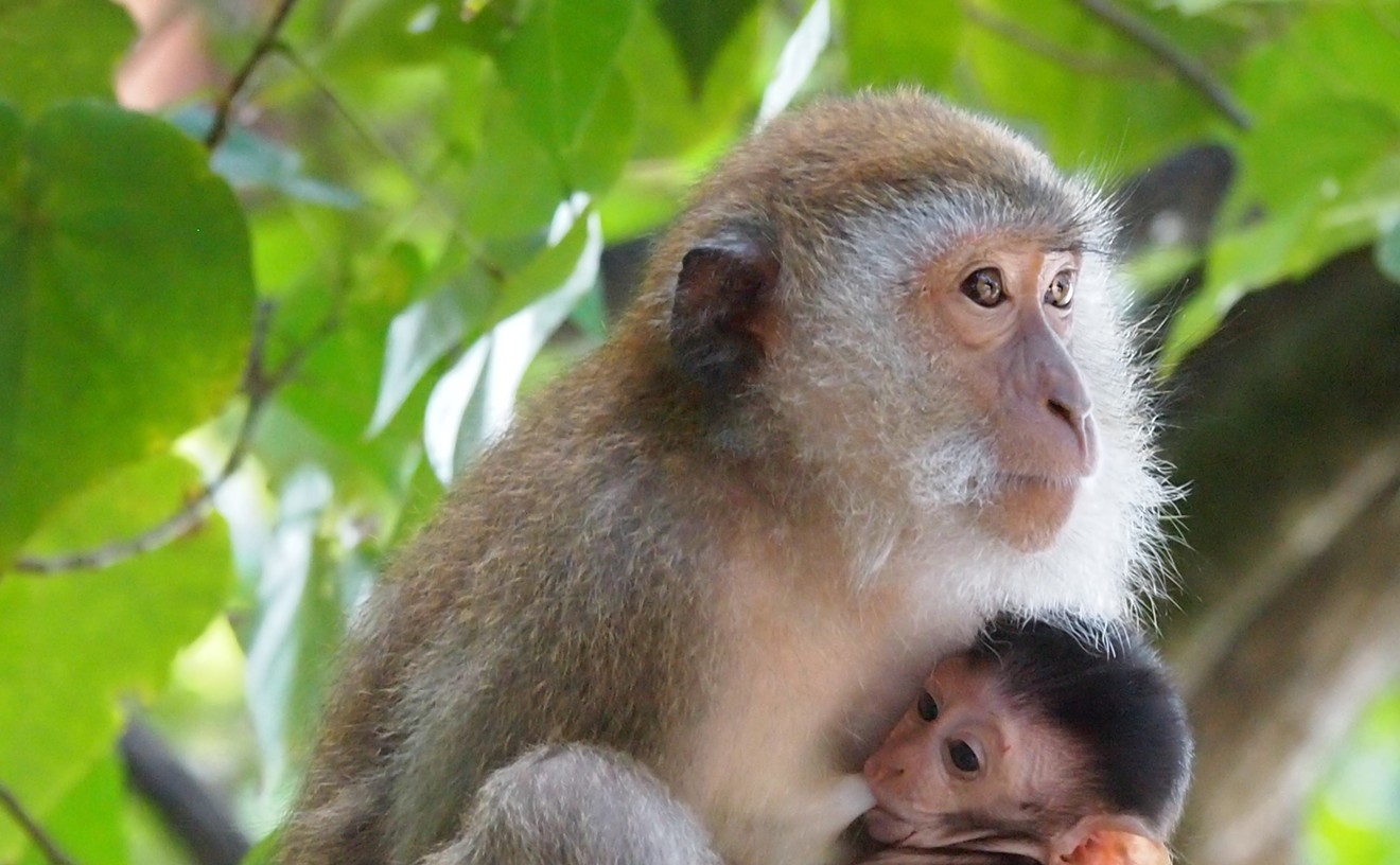 A long-tailed macaque nursing her baby.