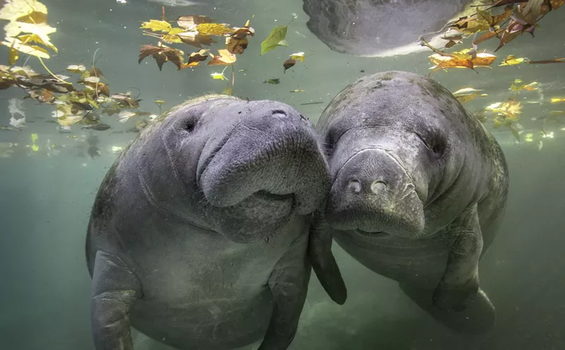 Florida Cops: Stop Narcing on Manatee Orgies! (PHOTOS)