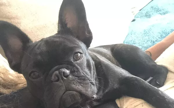 French Bulldog Stolen in Late-Night Restaurant Burglary Attempt in Fort Lauderdale UPDATED