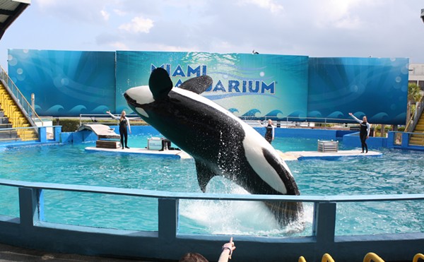 High Hopes for Lolita the Orca's Homecoming as Health Improves
