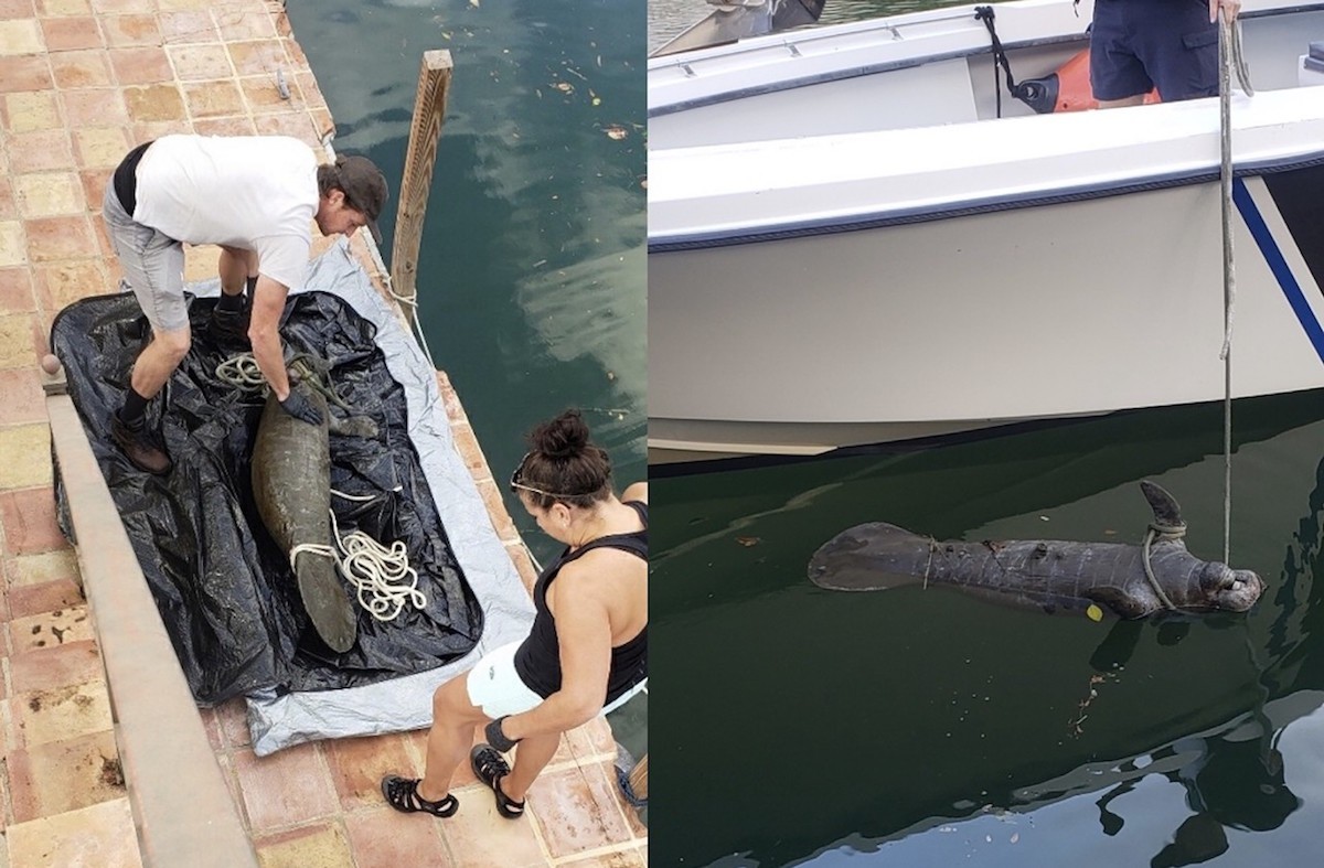 This is the second time in less than a year that Ilaria Pezzatini has discovered a dead baby manatee in the canal behind her Coral Gables home.