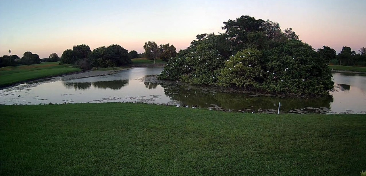 The rookery at the former Calusa Golf Course in Kendall is home to a number of bird species, including the threatened tricolor heron.