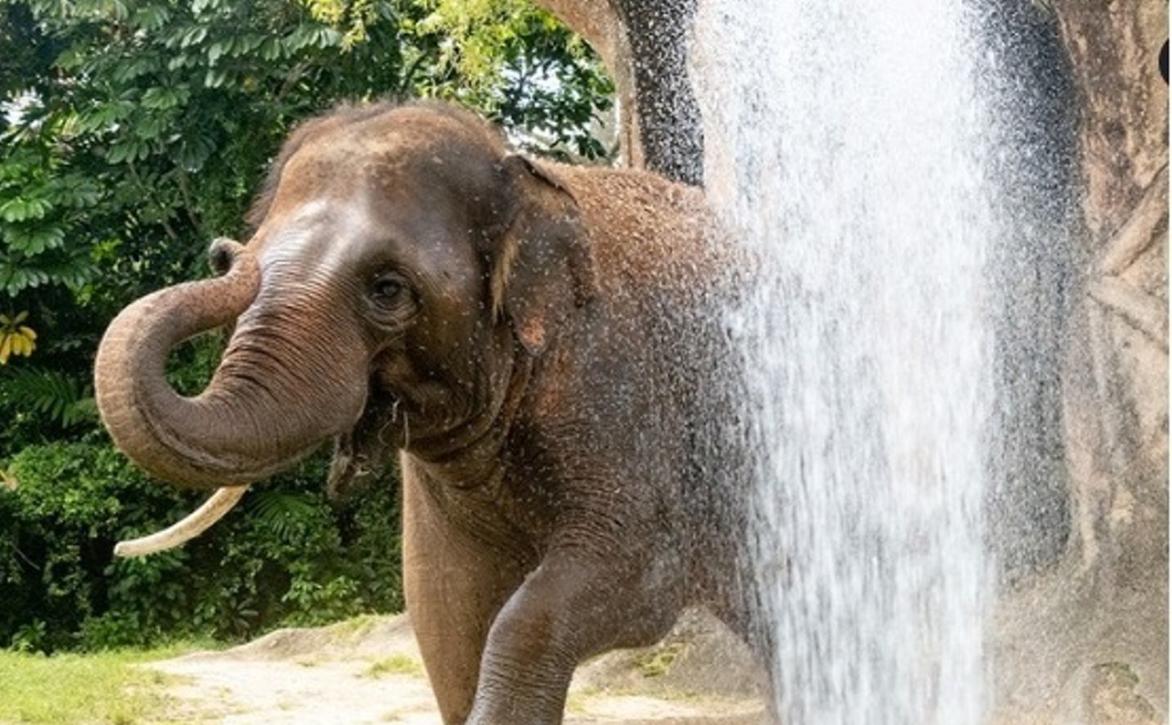 Video: Firefighters Help Zoo Miami Elephants Cool Down Amid Heat