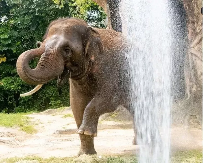 Image: An elephant raises its trunk as a stream of water from a hose hits it