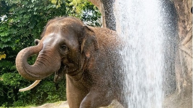 An elephant raises its trunk as a stream of water from a hose hits it