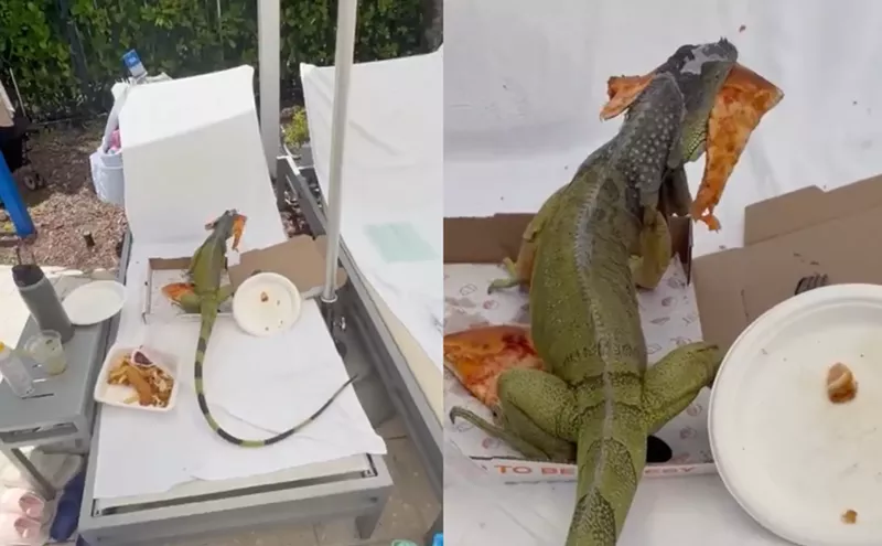 Image: Video: Iguana Steals Pizza at South Florida Resort, Has No Regrets