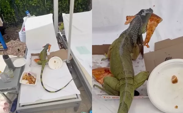 Image: Video: Iguana Steals Pizza at South Florida Resort, Has No Regrets