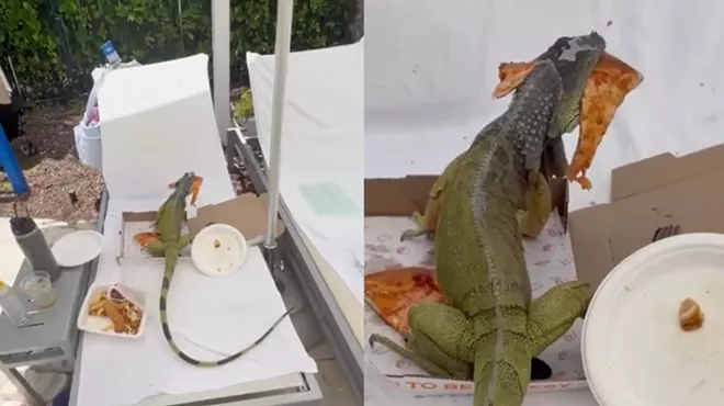 iguana on chair