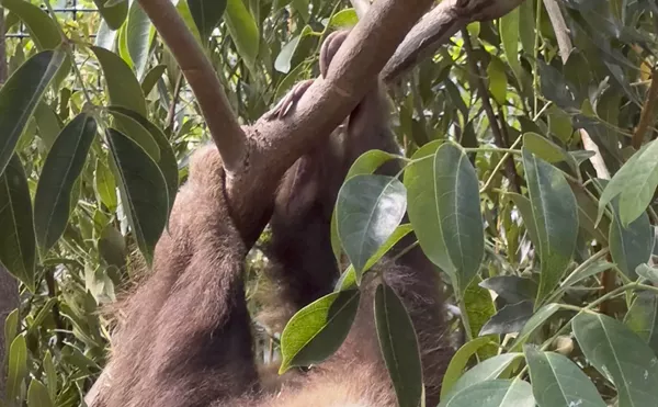 Image: Video: Palm Beach's Cutest Residents Get New Digs