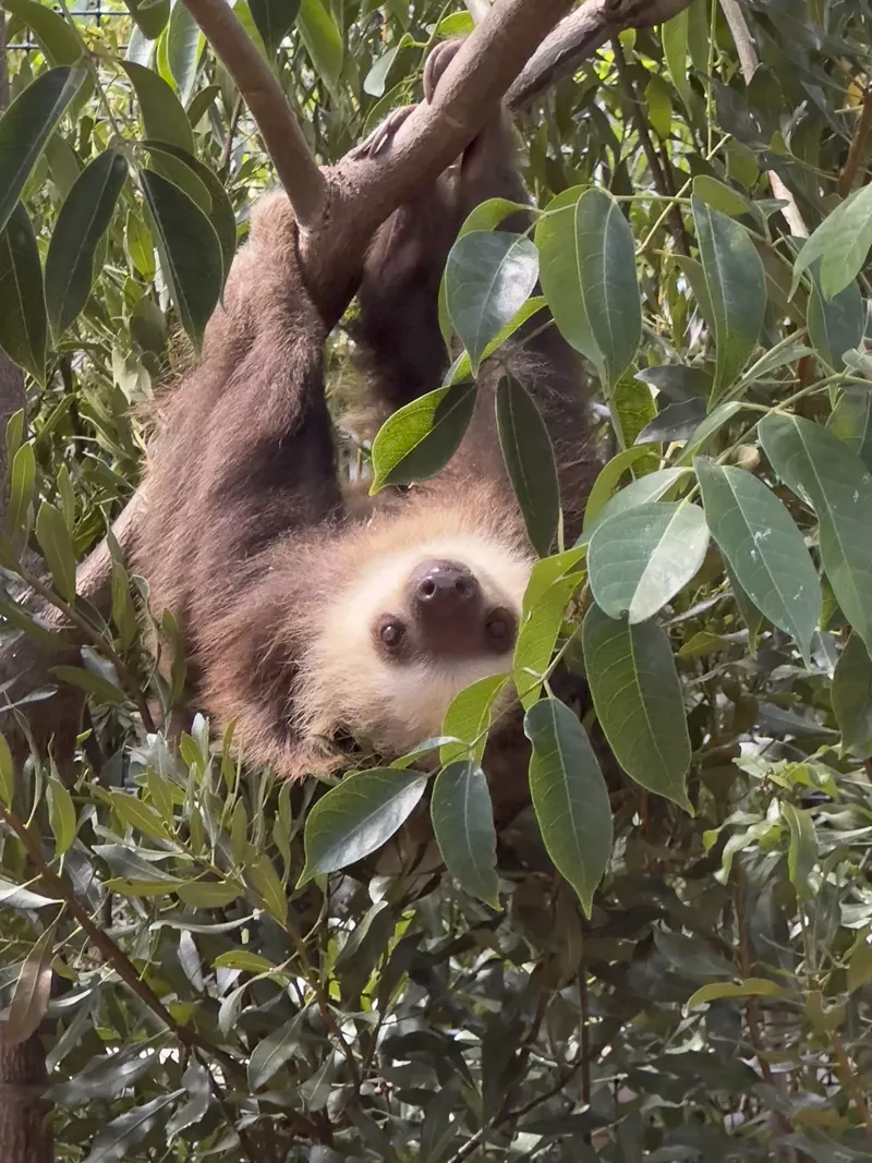 Image: Fern, a one-year-old Hoffmann's two-toed sloth, is pictured exploring his new habitat at Palm Beach Zoo.