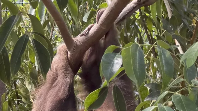 Fern, a one-year-old Hoffmann's two-toed sloth, is pictured exploring his new habitat at Palm Beach Zoo.