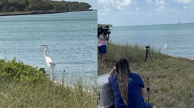 Photos show the moment the Great White Heron steps out of its cage and takes flight near Key Biscayne, finally free again.